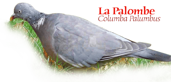 orthe landes peyrehorade aquitaine chasse, bois, foret, veneur, curée, gibier, sorde hastingues cagnotte gave adour saumon chalosse abbaye