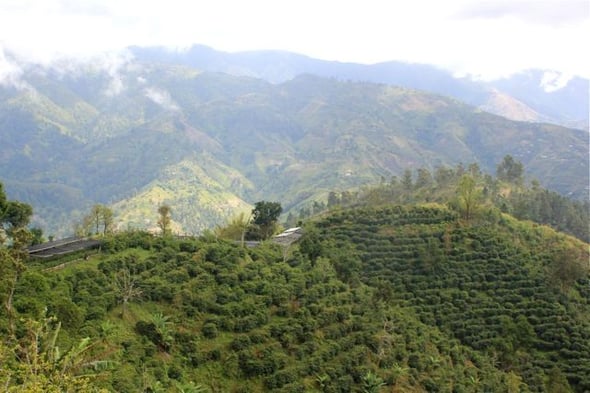 (Kaffeepflanzen auf Clifton Mount)