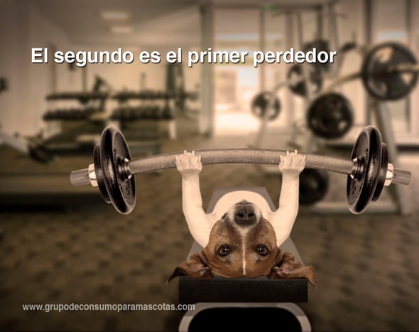 perro ejercicio