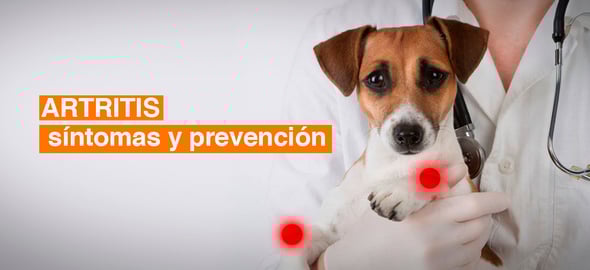 artritis perros y gatos