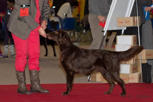 Brownie - danke an Kris fürs Bild!