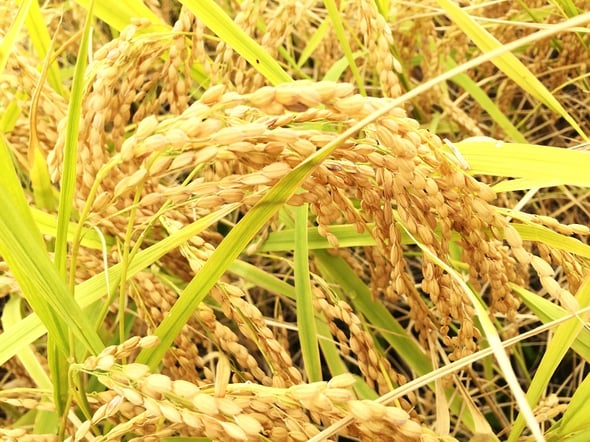 2017年のコシヒカリ写真