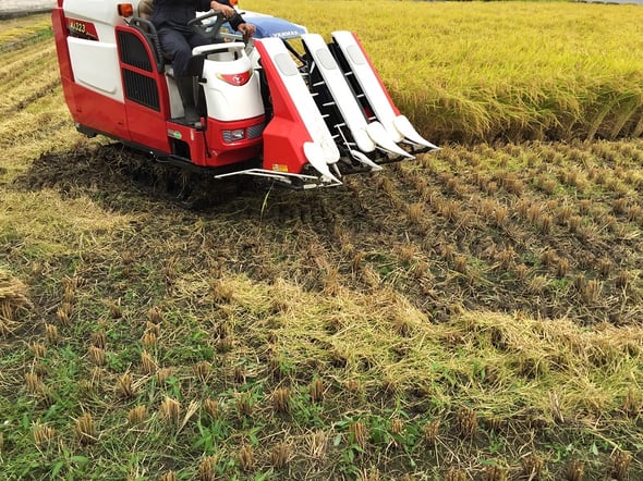 稲刈り風景写真２