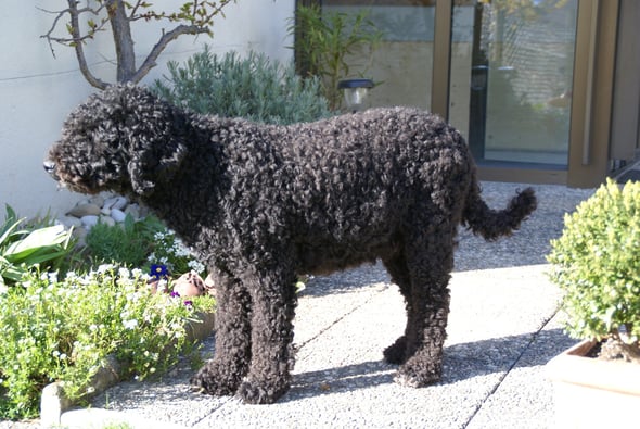 Allie kurz vor der Geburt