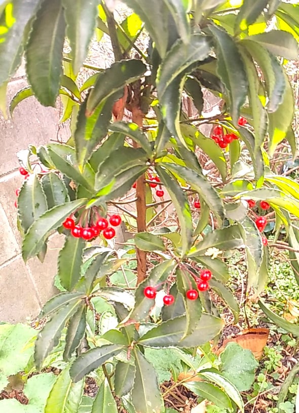 藍住町の自宅の小さな庭に万両が赤い実をつけていました。　　　　　　　　　・坪庭に赤のまぶしき実万両(和良)