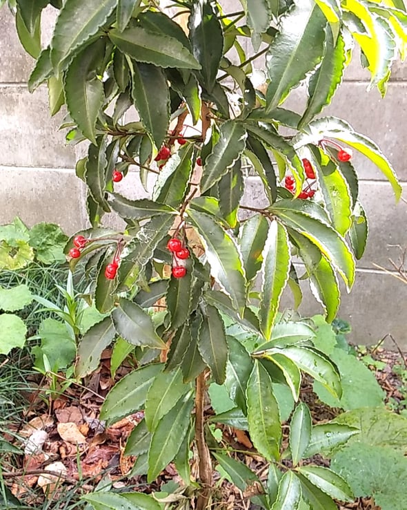 万両は葉の下に垂れ下がるようにして実をつけていました。　　　　　　　　　・葉の下に色づく赤や実万両(和良)