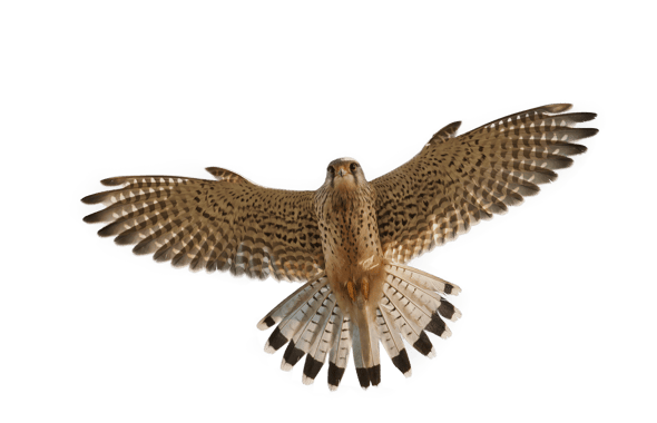 Image animaux detourée transparent sur fond blanc faucon crecerelle png