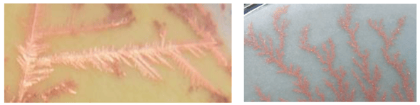 左が形状の異なる銅樹、右が通常の銅樹
