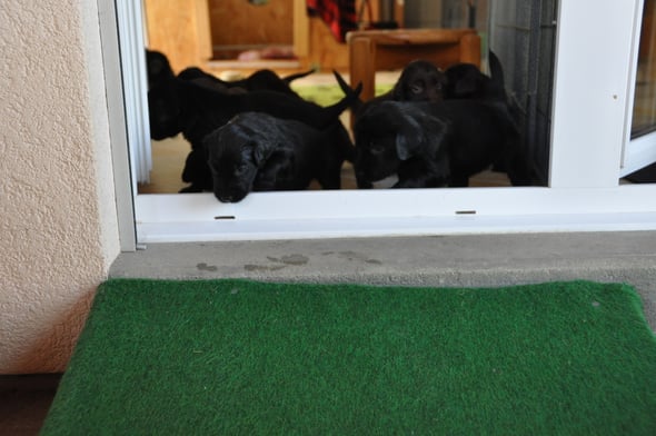 8.6.2013 wer wagt den ersten Schritt in den Welpengarten