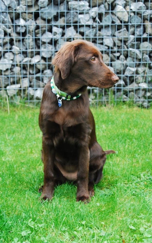 21.10.2013 Pie - noch mehr Fotos von den C' gibts im Album zu sehen - <Klick aufs Bild