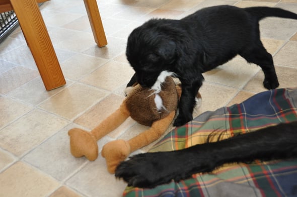 5.6.2013 Chasko und der Strauss 