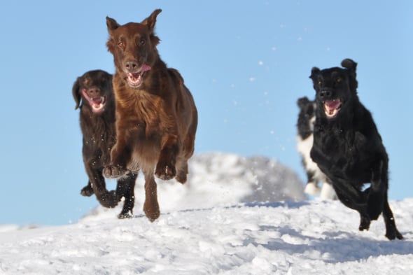 5.1.2013 Schneeschuhwanderung hoch bis zum Nüjestift - ein riesen Spass für die Hunde