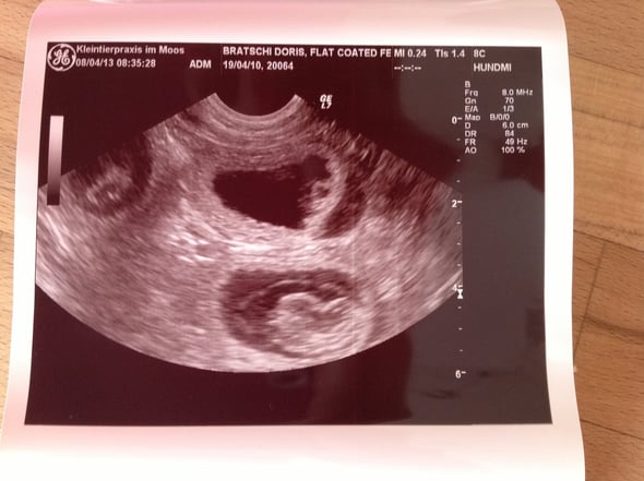 Die Welpen nach 28 Tagen... sie sind im Moment ca. 1.8cm gross, die Herzchen haben alle schön geschlagen