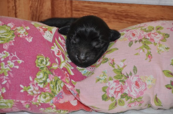 13.5.2013 neue Bilder unter C-Wurf