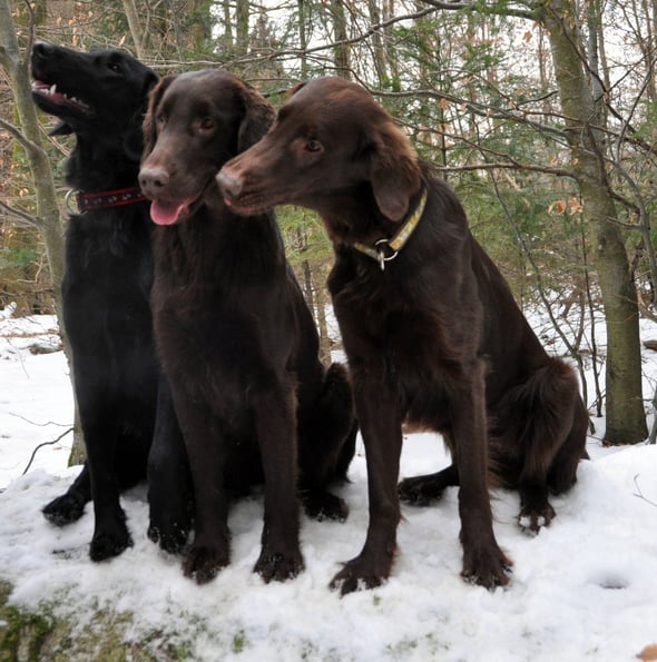 Bliss, Brownie und Diego, einen Tag vor ihrem 1. Geburtstag!
