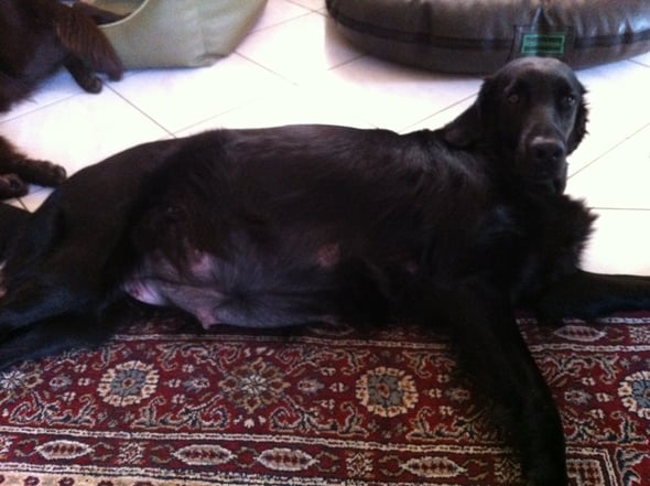 7.5.2013 Fée zeigt ihren dicken Bauch - der Countdown läuft bald ist es soweit!