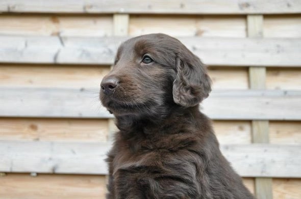 Sanibelbreeze Best of Brownies *Brownie*