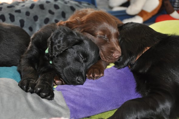 4.7.2013 Alle Welpen wurden geimpft und haben einen Chip erhalten, es gab fast bei keinem der Welpen ein Gejammer, alles haben es gut überstanden aber danach war doch schlafen angesagt. Danke an Yvonne Jaussi fürs untersuchen, impfen und chippen!