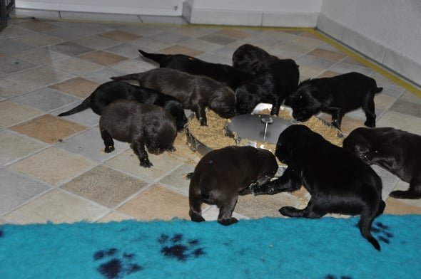 1.6.2013 Das grosse Fressen......