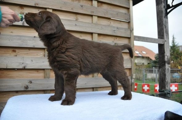 Sanibelbreeze Burnt Sugar *Diego*