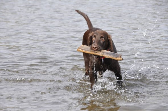 Cuba auf der Melchsee Frutt - danke an Claudia fürs Foto