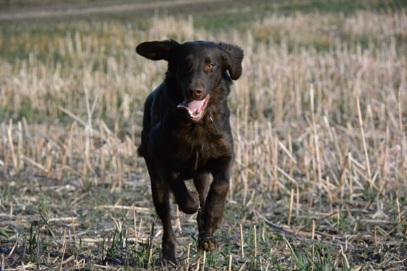 Sanibelbreeze Burnt Sugar *Diego* danke an Andreas für die tollen Fotos von Diego! mehr unter Nachzucht B-Wurf