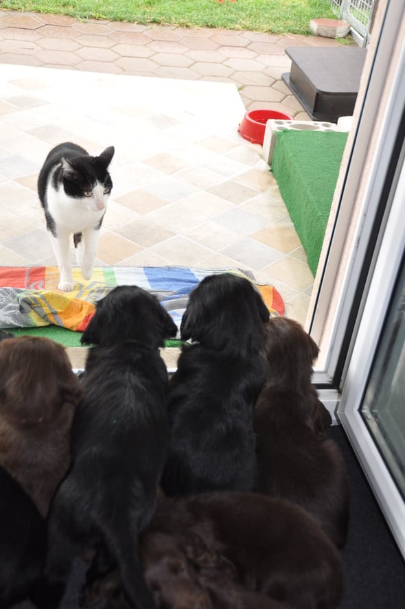 25.6.2013 Mäxxli hat die 11er Bande voll im Griff, niemand wagt sich raus..... oder doch, mehr unter C-Wurf