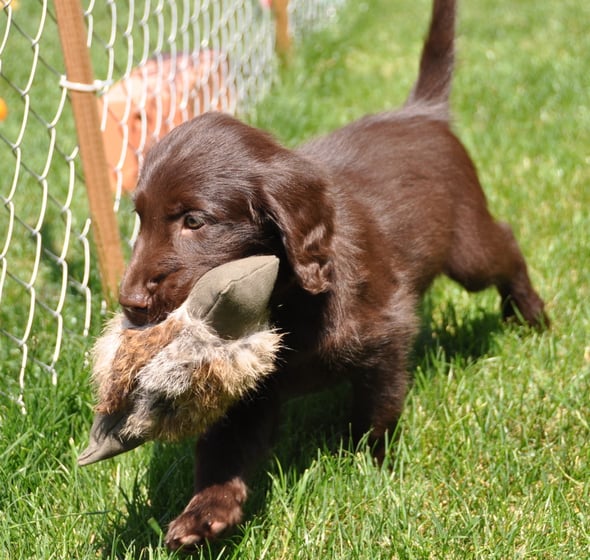 7.7.2013 Apportieren ist toll, findet Stella