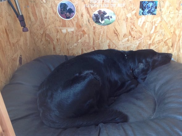 9.5.2013 Fée am Probeliegen in der Wurfbox - scheint bequem zu sein.... Fée gehts gut auch wenn sie 9 kg zugenommen hat - nun heisst es abwarten und Tee trinken