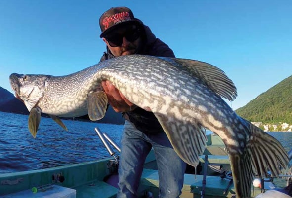 Im Drill Point Fishing Onlineshop findest Du Schleppfischer-Zubehör & Schleppsysteme für den Fang Grosser Hechte! Jetzt ein Köderfisch-Schleppsystem günstig onlien kaufen!