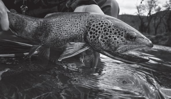 Bei Drill Point Fishing hochwertige Geflochtene-Angelschnüre jetzt günstig online kaufen!