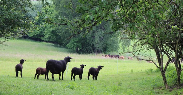 Jura Mutterschaf mit Vierling auf der Weide