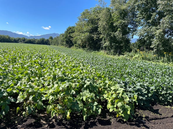 黒大豆(左)、黒千石(右)