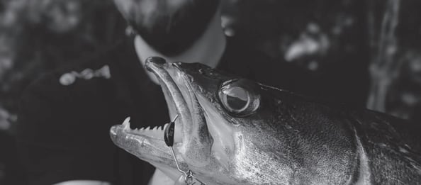 Vmc Promotion Bild - Zander mit Spinnköder fangen