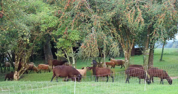 Juraschafherde mit Lämmer im Obstgarten