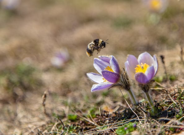 © Charel Klein - Der Frühling kommt!