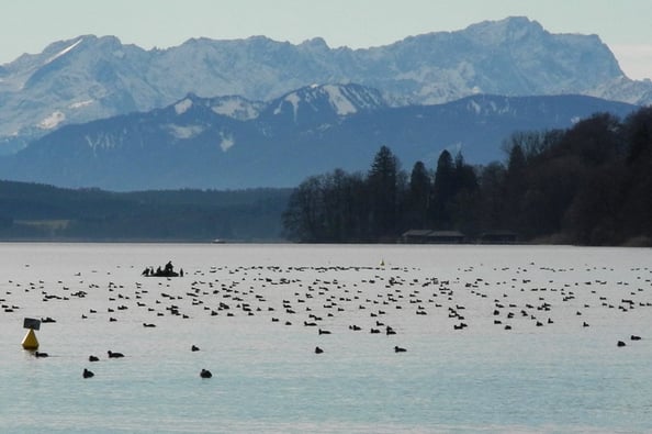 Wasservögel in der Roseninselbucht (Foto: Horst Guckelsberger)