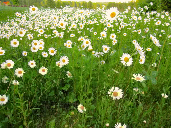 Margeritenwiese; Foto:Irene Arbeithuber