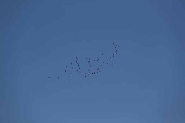 Kraniche über Dornwang (Foto: Michael Herzig)