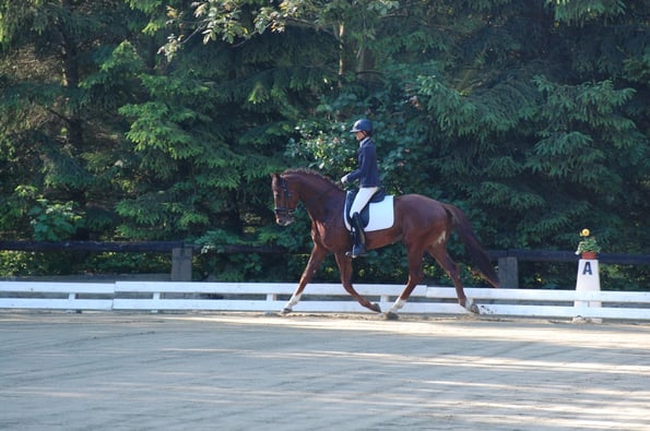 DISCOUNT TEXEL Haras du Loup Pendu Finale 4 ans
