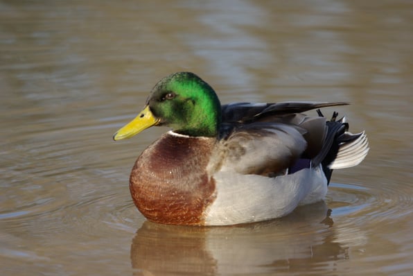 Stockente Foto: W.Kittel, LBV