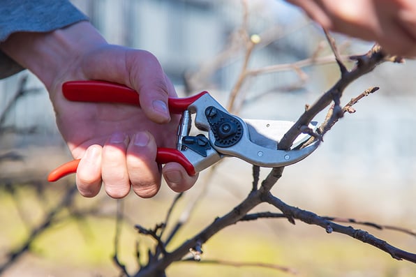 Beim Einkürzen von Ästen setzt der Baumpfleger eine Astschere an und führt einen präzisen, sauberen Schnitt aus – ein Beispiel für die fachgerechte Kronenpflege durch Baumpflege ImmerGrün.