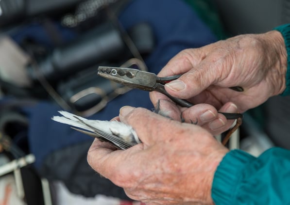 © Charel Klein - Beringung eines Schneesperlings.
