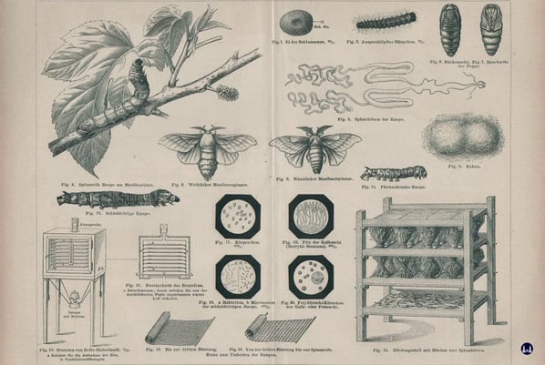 Darstellung der Seidenfalter, Kokons, Eier und Gerätschaften zur Zucht in Meyers Conversationslexikon.