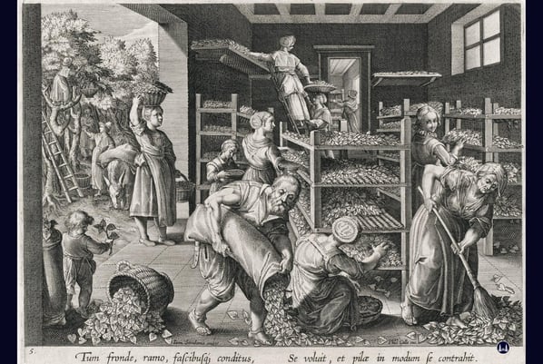 Versorgung der Seidenraupen mit frischem Laub.