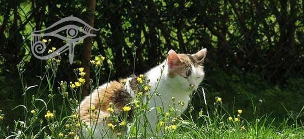 Mit Tieren sprechen - Dekofoto Neue Homöopathie