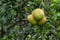 Grapesfruit