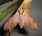 Ambulyx siamensis, Sphingidae (Inoue 1991)