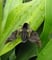 Anambulyx elwesi, Sphingidae (Druce 1882)