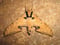 Ambulyx ochracea, Sphingidae (Butler 1885)